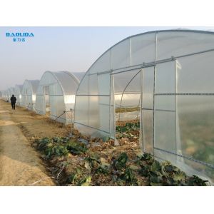 Large Tunnel Ground Polyethylene Film Greenhouse Customized For Tomato