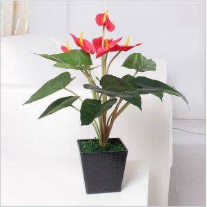 Quality Red Anthurium Plants for sale