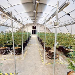 300 Sq Meters Breathable Light Deprivation Greenhouse With Blackout System