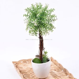 Mini Potted Plants for Sale