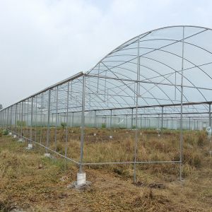 Rain Shelter Tunnel Plastic Greenhouse 80mic 100 Micron 200micron