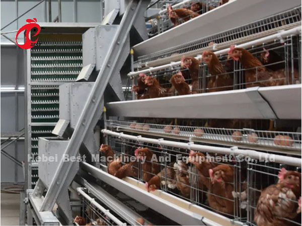 Cheap Automated Battery Cage System Hot Galvanized 25 Lifespan 450cm2 In Nigeria Emily