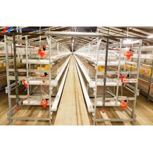 Modern Broiler Chicken Farming Equipment Automatic H Type Poultry Broiler Cage