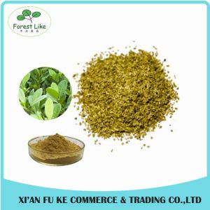 Best Selling Natural Yerba Mate Extract Polyphenol Tannin acid