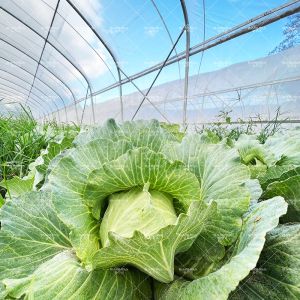 6x15m Multipurpose Tunnel Greenhouse With Superior Light Transmission