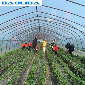 China Strawberry Growing Agricultural Single Span 2m Tunnel Plastic Greenhouse on sale