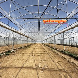 24x40m Galvanized Steel Greenhouse with 150micron PE Film