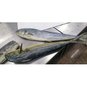 IQF Frozen Mahi Mahi