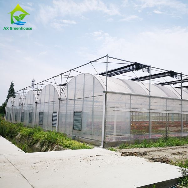 Buy Plastic Film Agricultural High Quality Galvanized Pipe Multi-span Greenhouse at wholesale prices