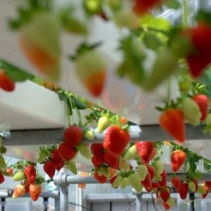 Steel Cover Hydroponic Vertical Farming Container Greenhouse with Advanced