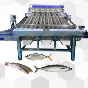 China Good Effect Fish Roller Grader For Pelagic Fish Roller Sorting Machine And Fish Sizing on sale China Good Effect Fish Roller Grader For Pelagic Fish Roller Sorting Machine And Fish Sizing on sale
