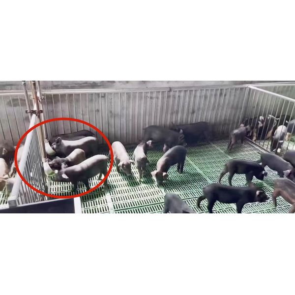 Piglet Nursery Pig Automatic Water Drinker Hog Cup Waterers