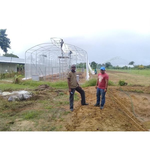 IGreen Length Strawberry Tropical Greenhouse 150/200micron Plastic Film Covering Material