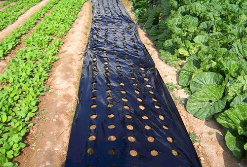 Agricultural Mulching Film Used for Fruit, Flower and Vegetable Polyethylene Covering, Gt4 Year 6 Mil 12ft. X 25ft Green