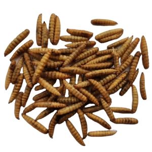 Organically Sourced Dried Soldier Fly Powder from