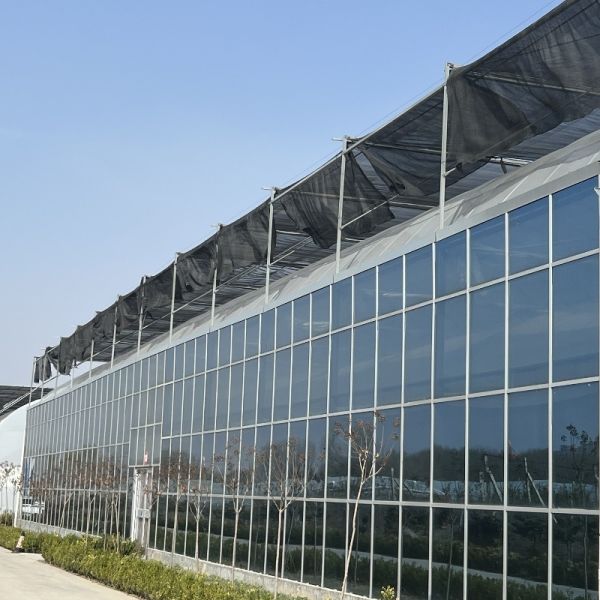 Steel Structure Double Layer Venlo Glass Greenhouse for Hydroponic Production System