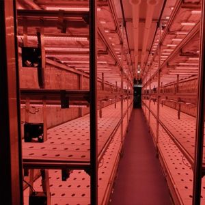 Multi-Span Agricultural Greenhouses 40ft Container Hydroponic Vertical Farming