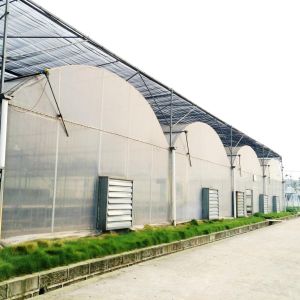 Multi Span Polyethylene Film Greenhouse Large Scale Wide Application