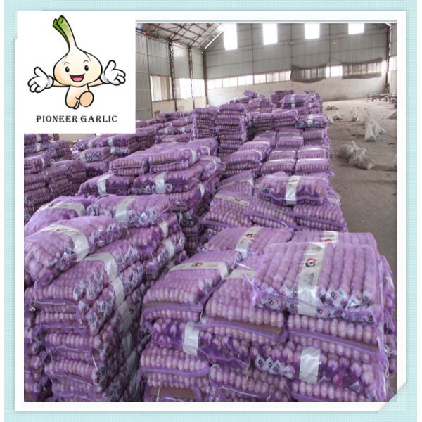 Best white garlic ,fresh garlic New Cold Storage Chinese Fresh Pure Garlic