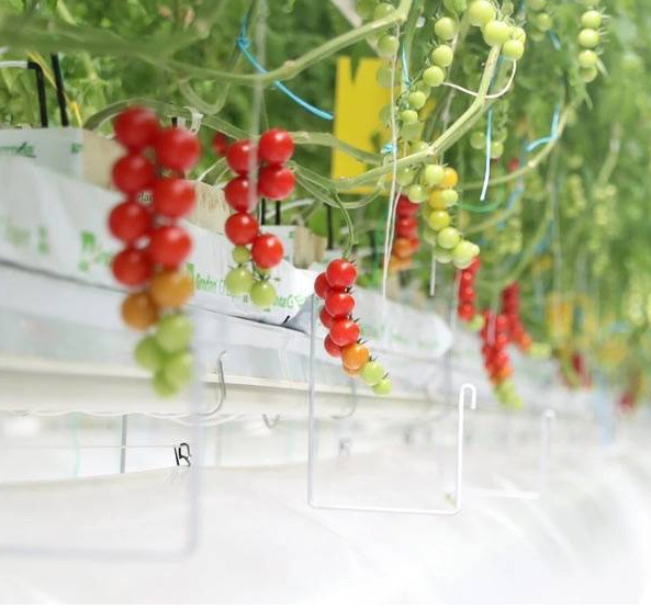 Single-Pan Hydroponic Tomato Cultivation Greenhouse