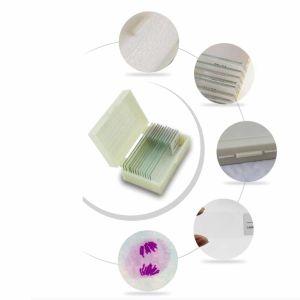 Quality Boutique Meiosis Medical Research 12PCS Pre Prepared Microscope Slides for sale