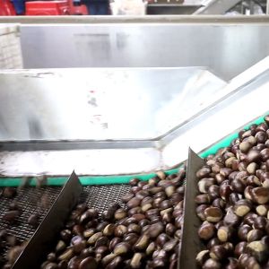 Electric Intelligent Chestnut Sorting Machine 380V Nuts Grading Machine