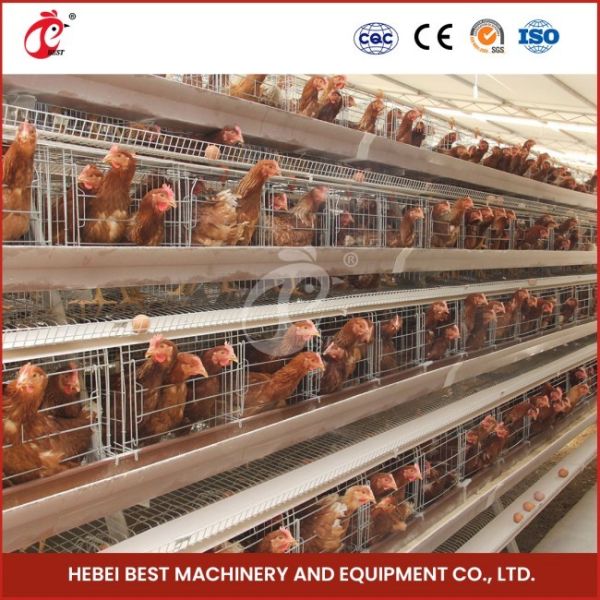 Cage Mesh H Type Broiler Chicken Cage With Ventilation For Healthy Birds Sandy