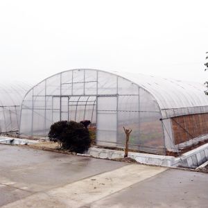 Clear Plastic Film Polyethylene Steel Frame Greenhouse With Irrgation System