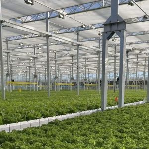 Large Glass Covered Greenhouse Shelter for Flower Cultivation Cultivating