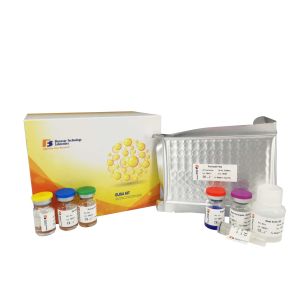 96 Wells 48 Wells Human CRH ELISA Kit Strong Sensitivity