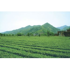 Gypenoside≥ 20%, 80%,95%,98% Gynostemma Pentaphyllum Extract --gynostemma