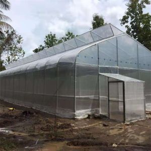 Customized High Tunnel Polytunnel Double Film Greenhouse Sawtooth Tunnel Plastic