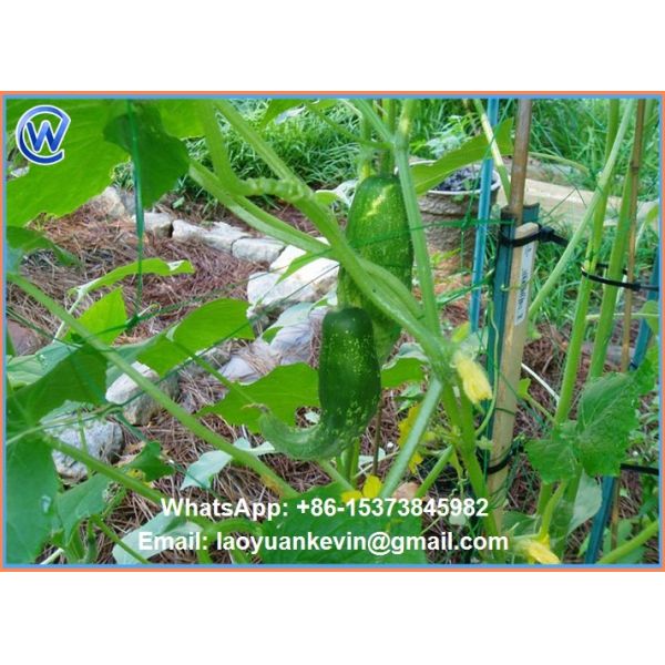 Hot Selling Hdpe With Uv 15x15cm Mesh Green Plant Support Net Plant Climbing Net