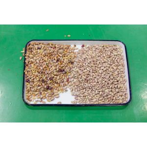 Wenyao 3 Chute Beans Color Sorter Kidney Bean Color Sorting Machine For Grain