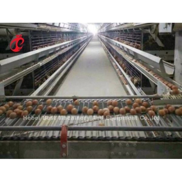 Fully Automatic 100 Chickens Poultry Battery Cage System H Type Hot Galvanized Adela