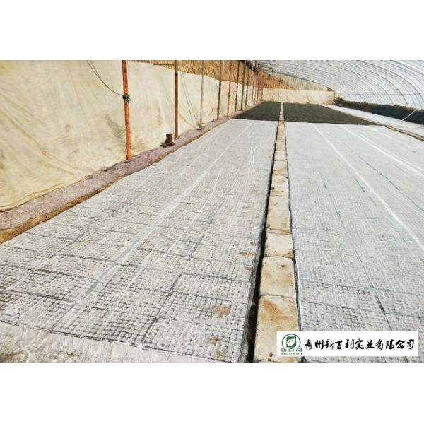 Healthy Organic Chinese Cabbage Japan Standard Big Size Own Bases