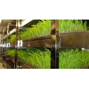 Department Option Leafy Vegetable Container House with Customization and Roofing