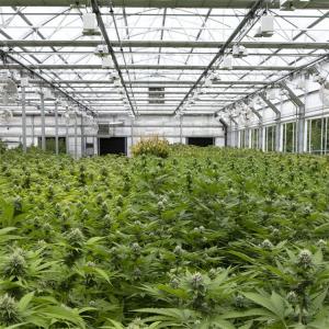 Single Span Tunnel Greenhouse Blackout System Hydroponic System Extreme Light