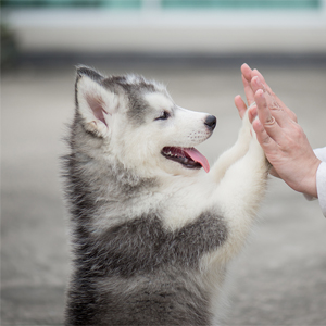 poop bags dog bags dog poop bags dog waste bags dog bags for poop doggy poop bags doggie bags