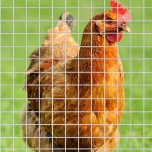 Guaranteed Quality Unique Anping Wire Mesh Factory 1/4 Inch Galvanized Welded