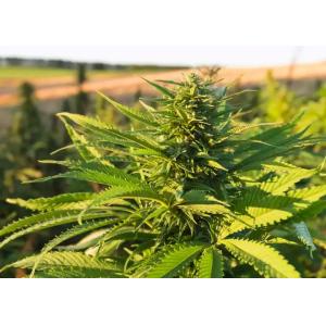 Customized Vertical Farming Seedling Bed Medical Plants Vertical Mobile Grow