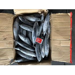China Sale New Landing 100-300g  Frozen Bonito Fish on sale