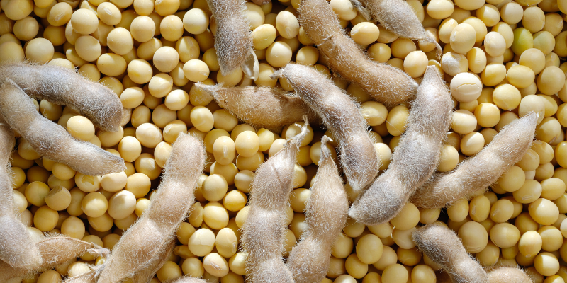 OMRI List Agricultural Fertilizers Enzymatic Amino Acids 85% Full Water Soluble