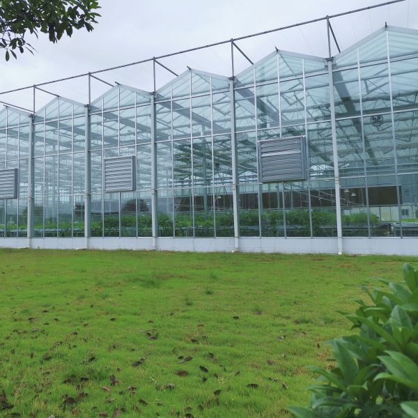 Polycarbonate Hollow Board Glass Industrial Outdoor Multispan Glass Professional Dutch Greenhouse For Flower Planting
