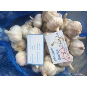 HIGH QUALITY CHINA FRESH GARLIC