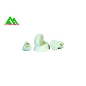 Natural Looking Human Anatomical Brain Model For Medical Students