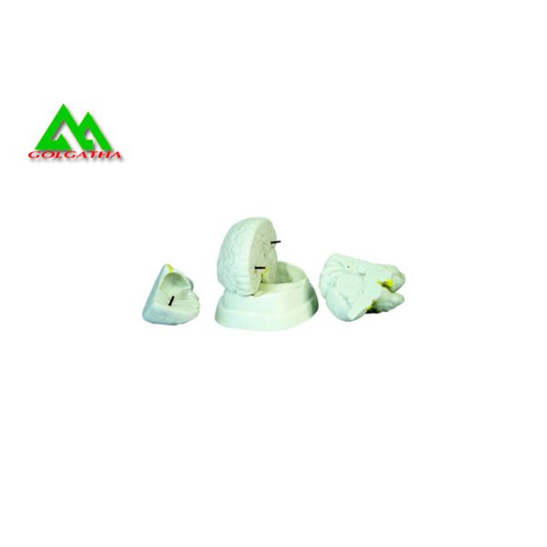 Buy Natural Looking Human Anatomical Brain Model For Medical Students at wholesale prices