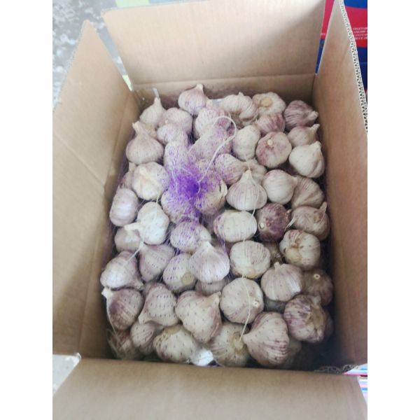 Buy 5.5cm Normal White Natural Fresh Garlic Reducing Bacteria at wholesale prices