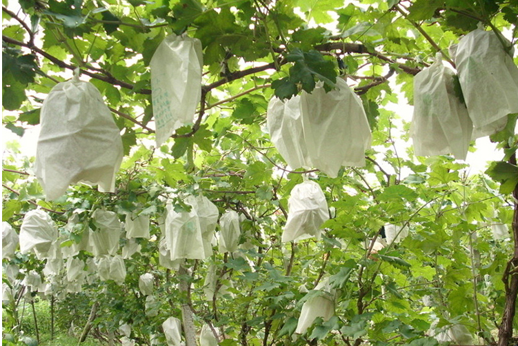 Waterproof 100um 120um White Stone Paper For Making Grape protect bags Waterproof 100um 120um White Stone Paper For Making Grape protect bags