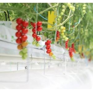 China Anti-Drip Fogging Hydroponic System Suitable for Overwintering Poultry and Livestock on sale